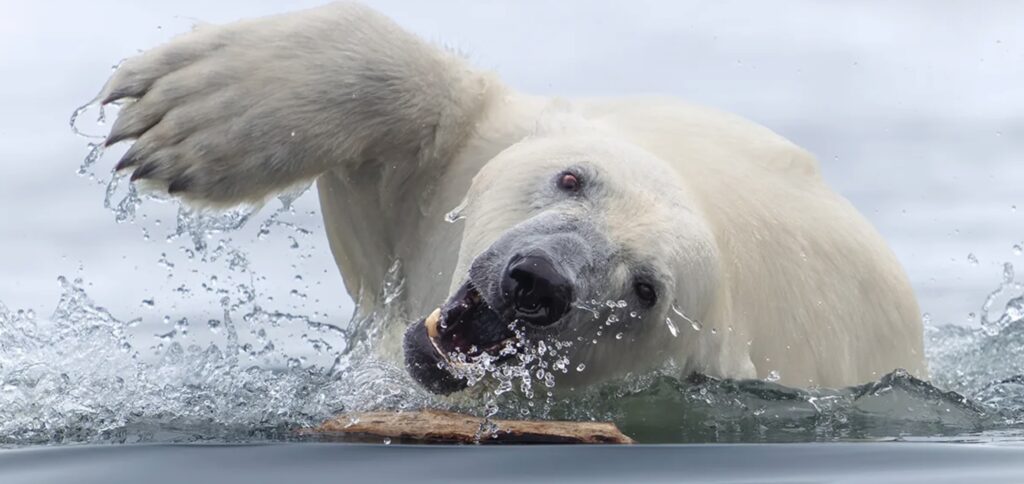 Polar bear swimming in cold Arctic water photographed using a professional telephoto lens for wildlife photography