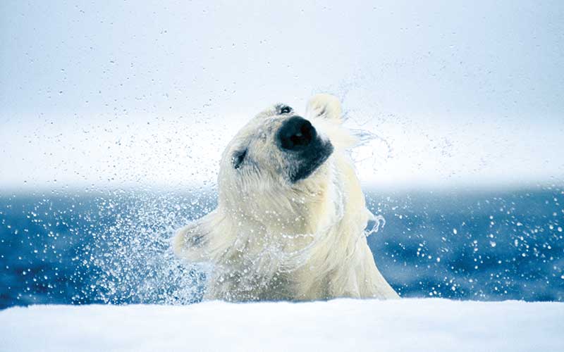 head of a polar bear shaking off water droplets - photograph by Paul Nicklen