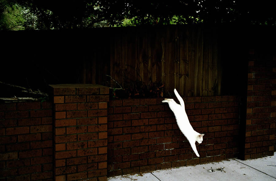 Melbourne Street Photography by Jesse Marlow - Cat Jumping Down a Wall